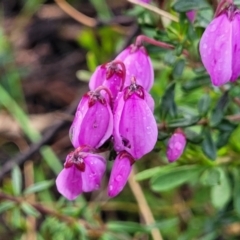 Tetratheca bauerifolia (Heath Pink-bells) at Bombala, NSW - 22 Oct 2022 by trevorpreston