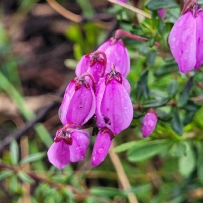 Tetratheca bauerifolia (Heath Pink-bells) at Endeavour Reserve (Bombala) - 21 Oct 2022 by trevorpreston