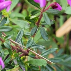 Tetratheca bauerifolia at Bombala, NSW - 22 Oct 2022
