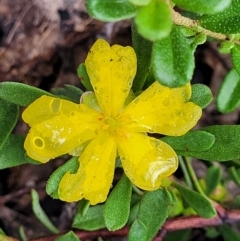 Hibbertia obtusifolia (Grey Guinea-flower) at Bombala, NSW - 21 Oct 2022 by trevorpreston