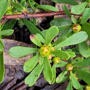 Hibbertia obtusifolia at Bombala, NSW - 22 Oct 2022