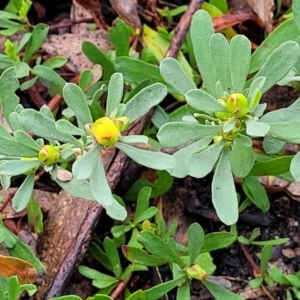 Hibbertia obtusifolia at Bombala, NSW - 22 Oct 2022