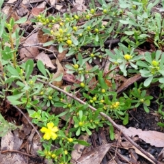 Hibbertia obtusifolia at Bombala, NSW - 22 Oct 2022 08:34 AM