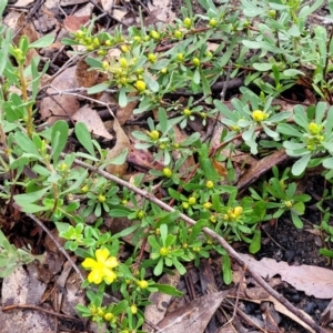 Hibbertia obtusifolia at Bombala, NSW - 22 Oct 2022 08:34 AM