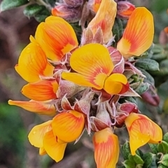 Oxylobium ellipticum (Common Shaggy Pea) at Bombala, NSW - 21 Oct 2022 by trevorpreston