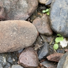 Pisauridae (family) (Water spider) at Namadgi National Park - 20 Mar 2021 by JimL