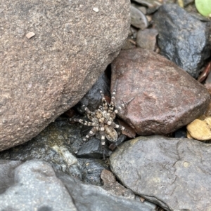 Pisauridae (family) at Rendezvous Creek, ACT - 20 Mar 2021