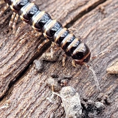 Paradoxosomatidae sp. (family) (Millipede) at Endeavour Reserve (Bombala) - 21 Oct 2022 by trevorpreston