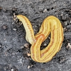 Caenoplana sulphurea (A Flatworm) at Bombala, NSW - 22 Oct 2022 by trevorpreston