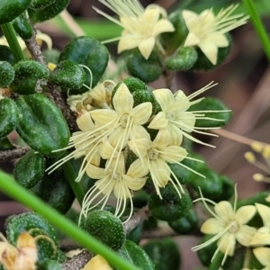 Phebalium squamulosum subsp. ozothamnoides at Bombala, NSW - 22 Oct 2022