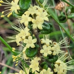 Phebalium squamulosum subsp. ozothamnoides at Bombala, NSW - 22 Oct 2022