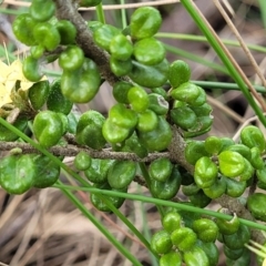 Phebalium squamulosum subsp. ozothamnoides at Bombala, NSW - 22 Oct 2022