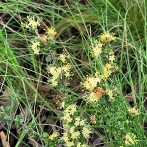 Phebalium squamulosum subsp. ozothamnoides at Bombala, NSW - 22 Oct 2022 08:30 AM