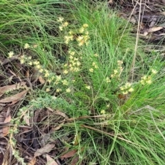 Phebalium squamulosum subsp. ozothamnoides at Bombala, NSW - 22 Oct 2022 08:30 AM