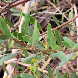 Daviesia mimosoides subsp. mimosoides at Bombala, NSW - 22 Oct 2022