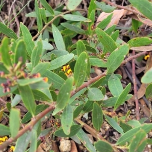 Daviesia mimosoides subsp. mimosoides at Bombala, NSW - 22 Oct 2022
