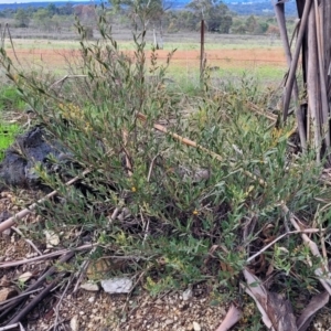 Daviesia mimosoides subsp. mimosoides at Bombala, NSW - 22 Oct 2022