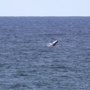 Megaptera novaeangliae at Kiama, NSW - 3 Oct 2022