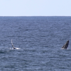 Megaptera novaeangliae at Kiama, NSW - 3 Oct 2022