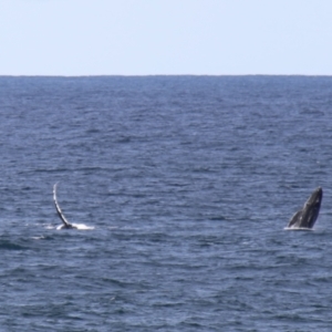 Megaptera novaeangliae at Kiama, NSW - 3 Oct 2022