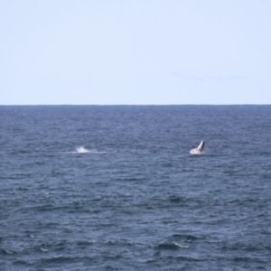 Megaptera novaeangliae at Kiama, NSW - 3 Oct 2022 02:48 PM