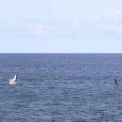 Megaptera novaeangliae at Kiama, NSW - 3 Oct 2022