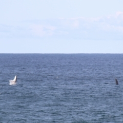Megaptera novaeangliae at Kiama, NSW - 3 Oct 2022 02:48 PM