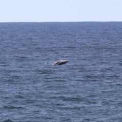 Megaptera novaeangliae at Kiama, NSW - 3 Oct 2022