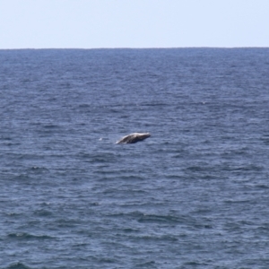 Megaptera novaeangliae at Kiama, NSW - 3 Oct 2022