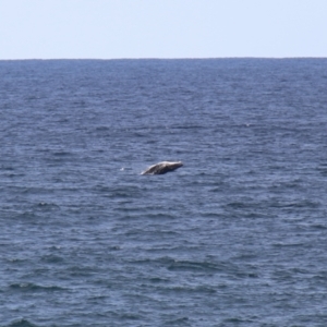 Megaptera novaeangliae at Kiama, NSW - 3 Oct 2022 02:48 PM