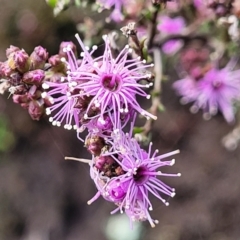 Kunzea parvifolia (Violet Kunzea) at Bombala, NSW - 21 Oct 2022 by trevorpreston