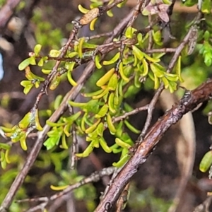 Kunzea parvifolia at Bombala, NSW - 22 Oct 2022