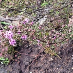 Kunzea parvifolia at Bombala, NSW - 22 Oct 2022