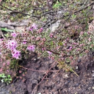 Kunzea parvifolia at Bombala, NSW - 22 Oct 2022 08:27 AM