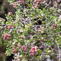 Kunzea parvifolia at Bombala, NSW - 22 Oct 2022 08:27 AM