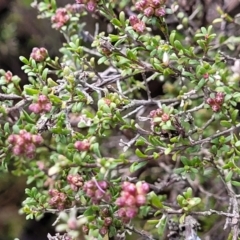 Kunzea parvifolia at Bombala, NSW - 22 Oct 2022