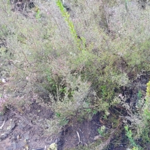 Kunzea parvifolia at Bombala, NSW - 22 Oct 2022