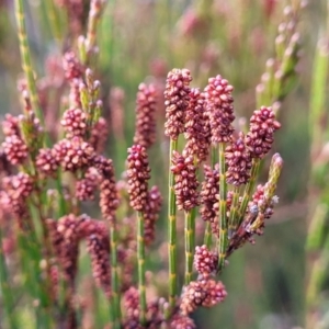 Allocasuarina nana at Bombala, NSW - 22 Oct 2022