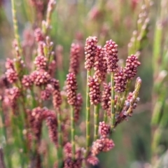 Allocasuarina nana at Bombala, NSW - 22 Oct 2022