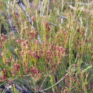 Allocasuarina nana at Bombala, NSW - 22 Oct 2022