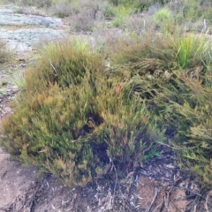 Allocasuarina nana at Bombala, NSW - 22 Oct 2022