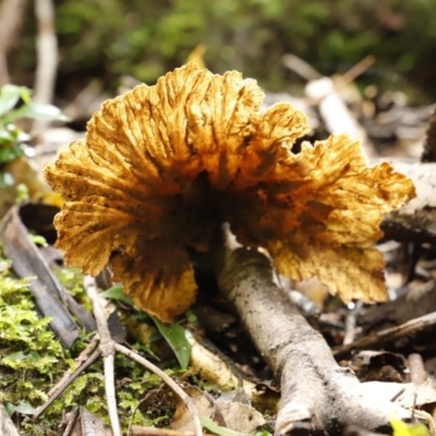 Unidentified Fungus at Jamberoo, NSW - 3 Oct 2022 by JimL