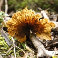 Unidentified Fungus at Budderoo National Park - 3 Oct 2022 by JimL