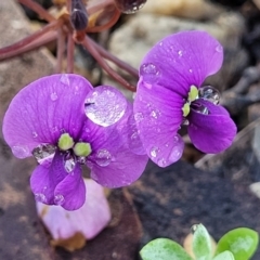 Hardenbergia violacea (False Sarsaparilla) at Bombala, NSW - 21 Oct 2022 by trevorpreston