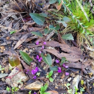 Hardenbergia violacea at Bombala, NSW - 22 Oct 2022