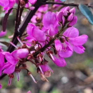 Indigofera australis subsp. australis at Bombala, NSW - 22 Oct 2022