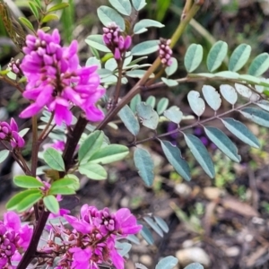 Indigofera australis subsp. australis at Bombala, NSW - 22 Oct 2022