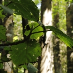 Dendrocnide excelsa (Stinging Tree) at Jamberoo, NSW - 2 Oct 2022 by JimL