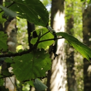 Dendrocnide excelsa at Jamberoo, NSW - 3 Oct 2022 10:12 AM