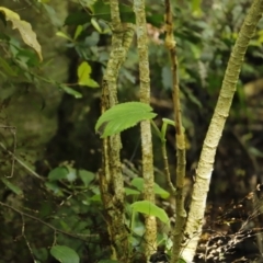 Dendrocnide excelsa at Jamberoo, NSW - 3 Oct 2022